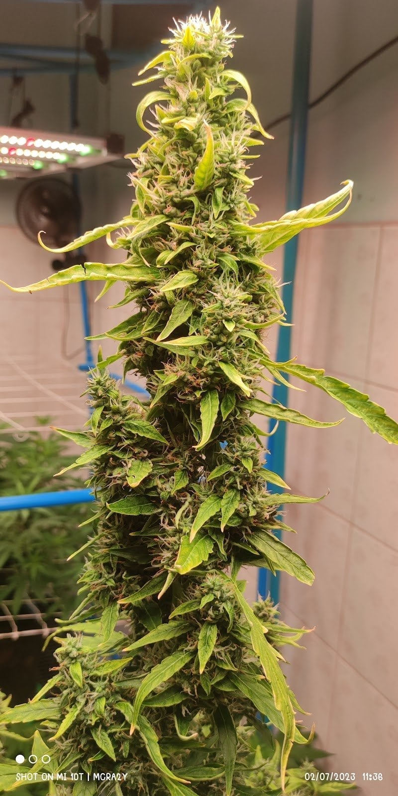 MTS Cannabis