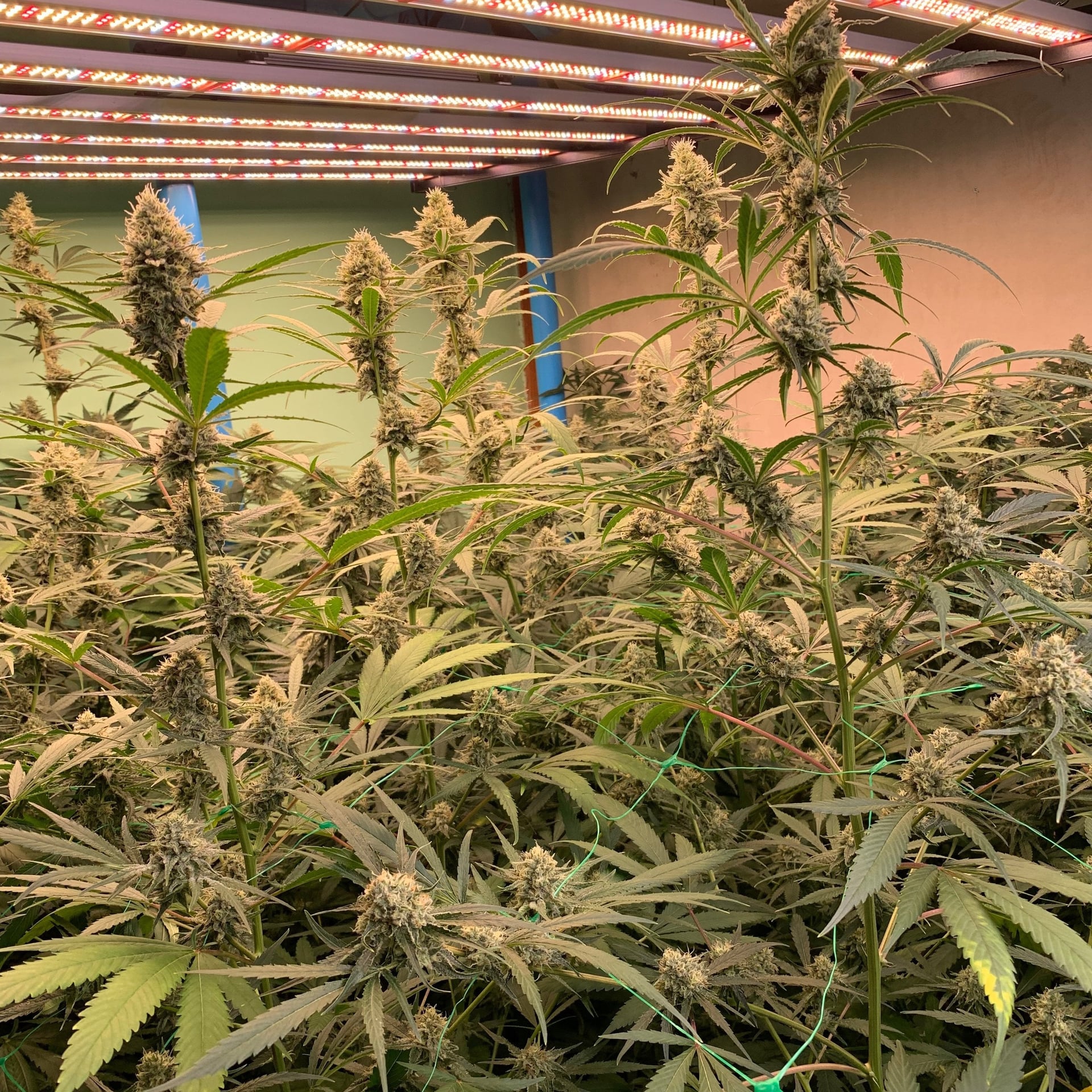 Hemp Zone