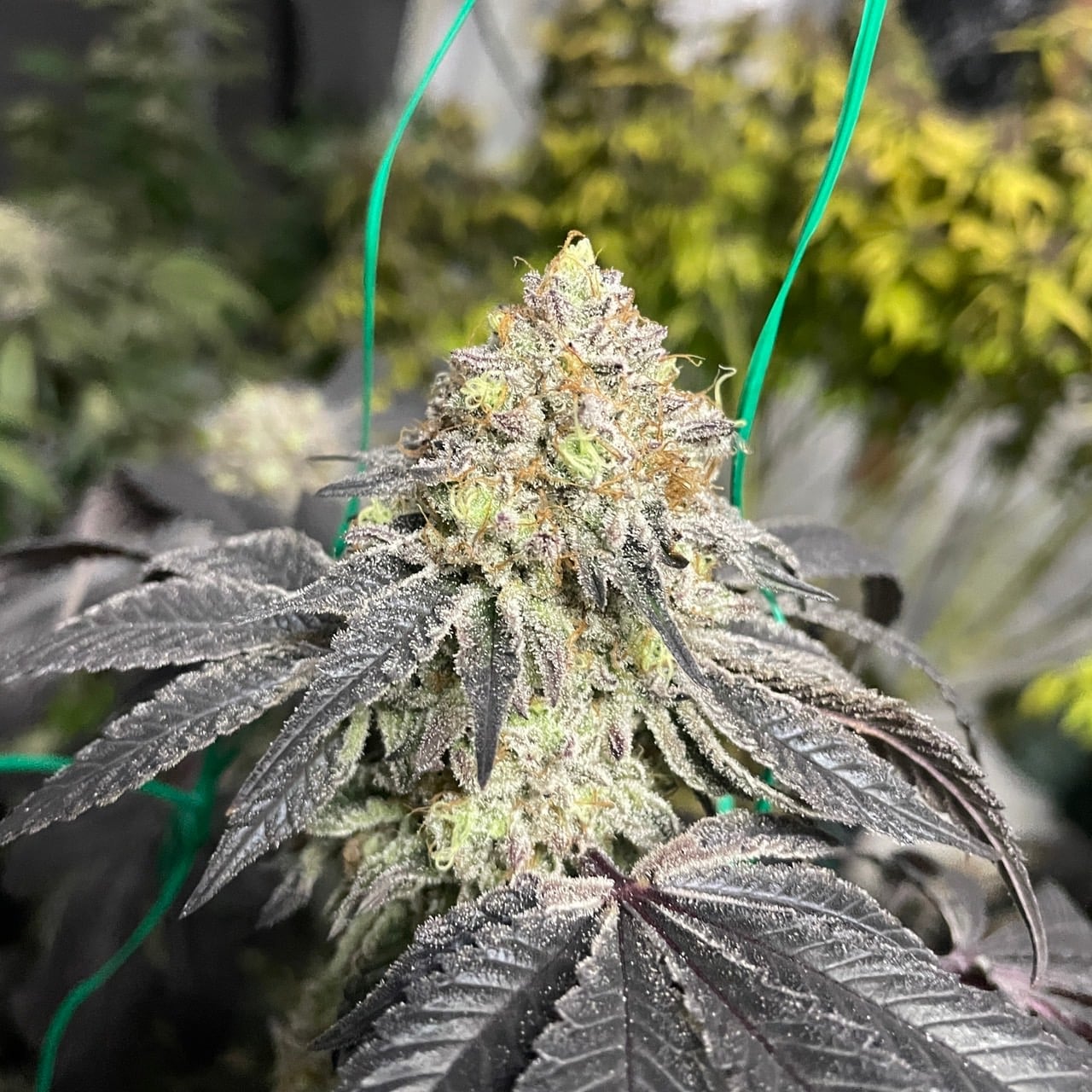 Bangkok Kush