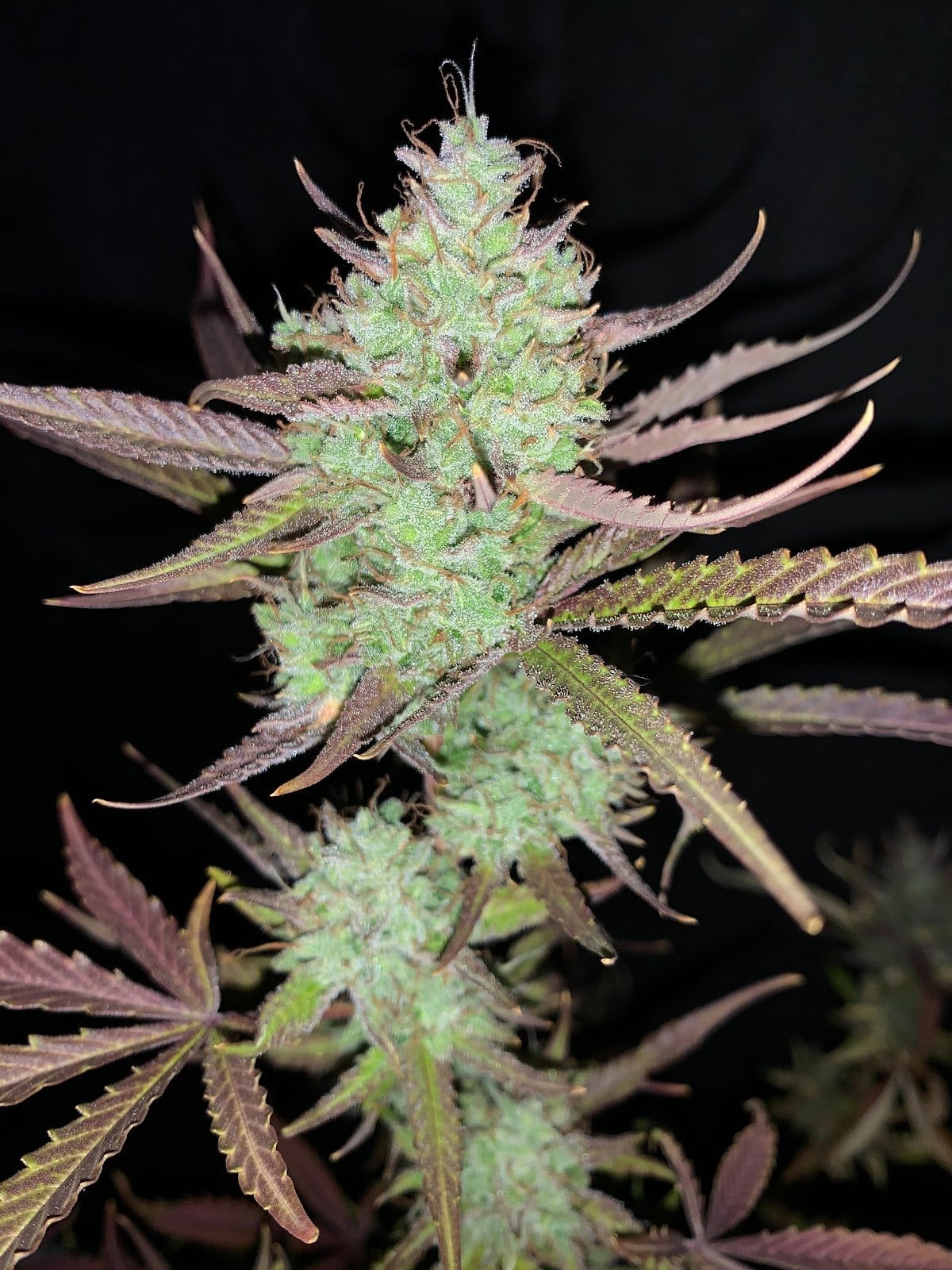 Gun Cannabis Farm