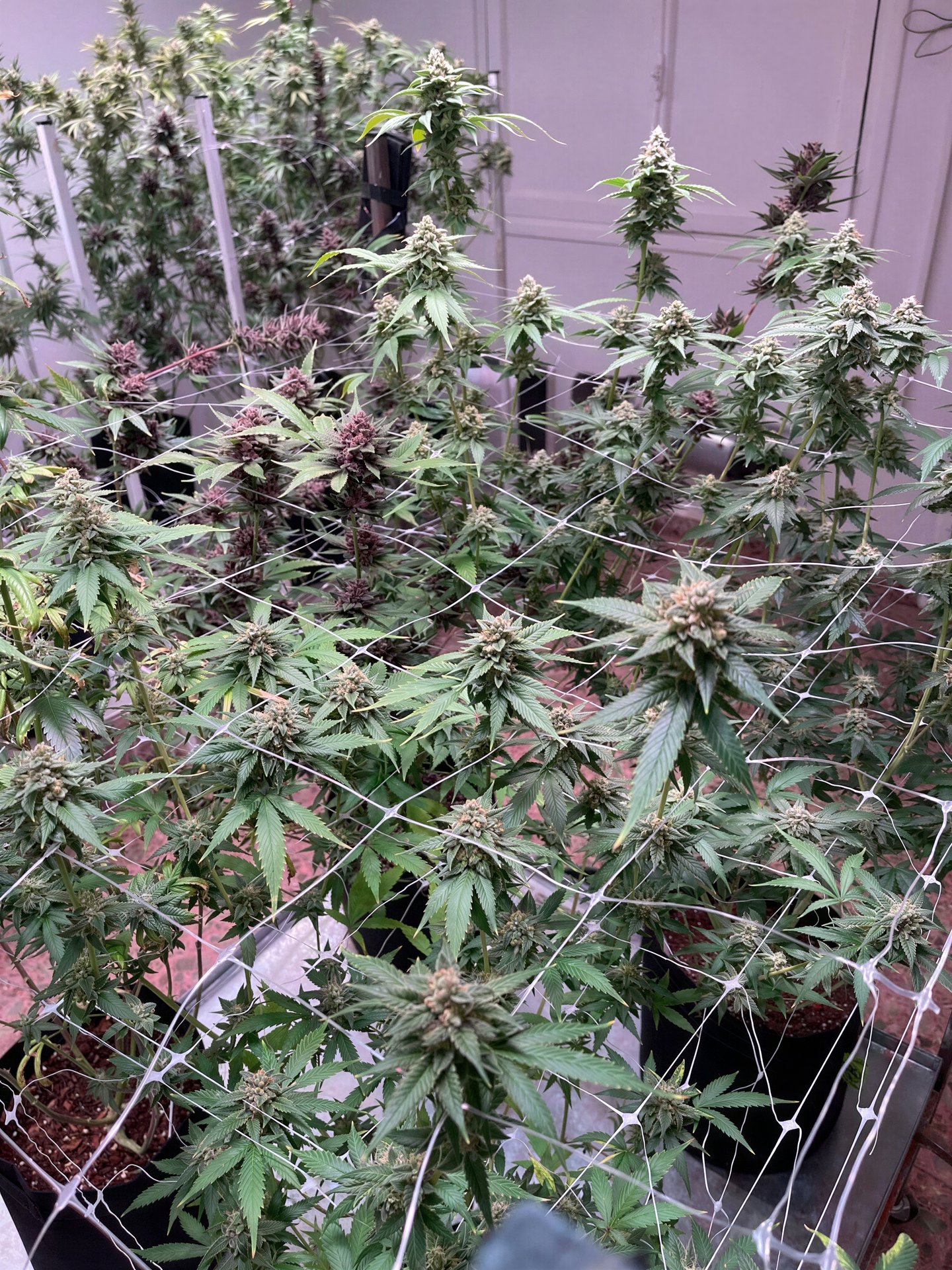 Cannabis Social Club