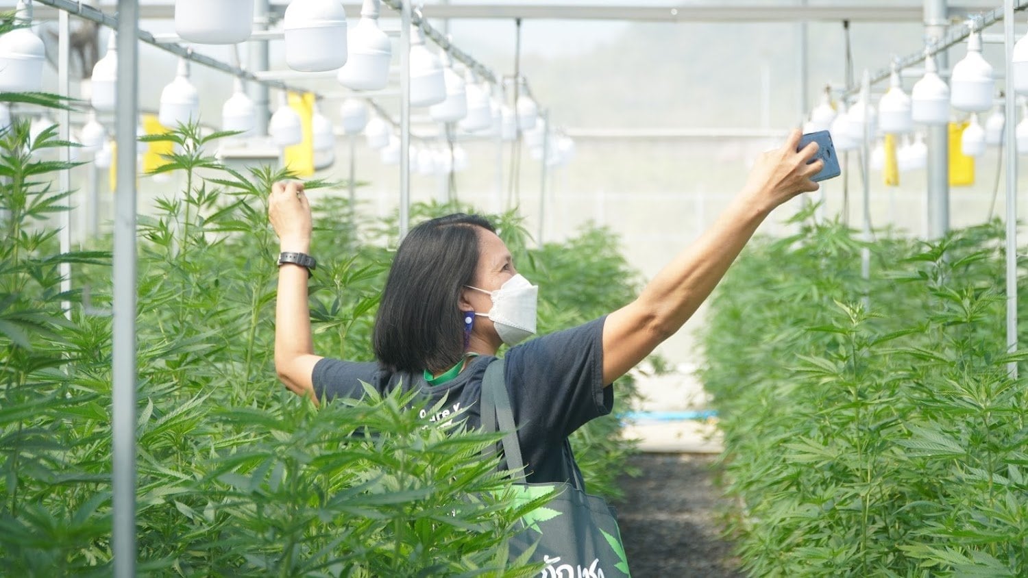 Cannabizway Valley