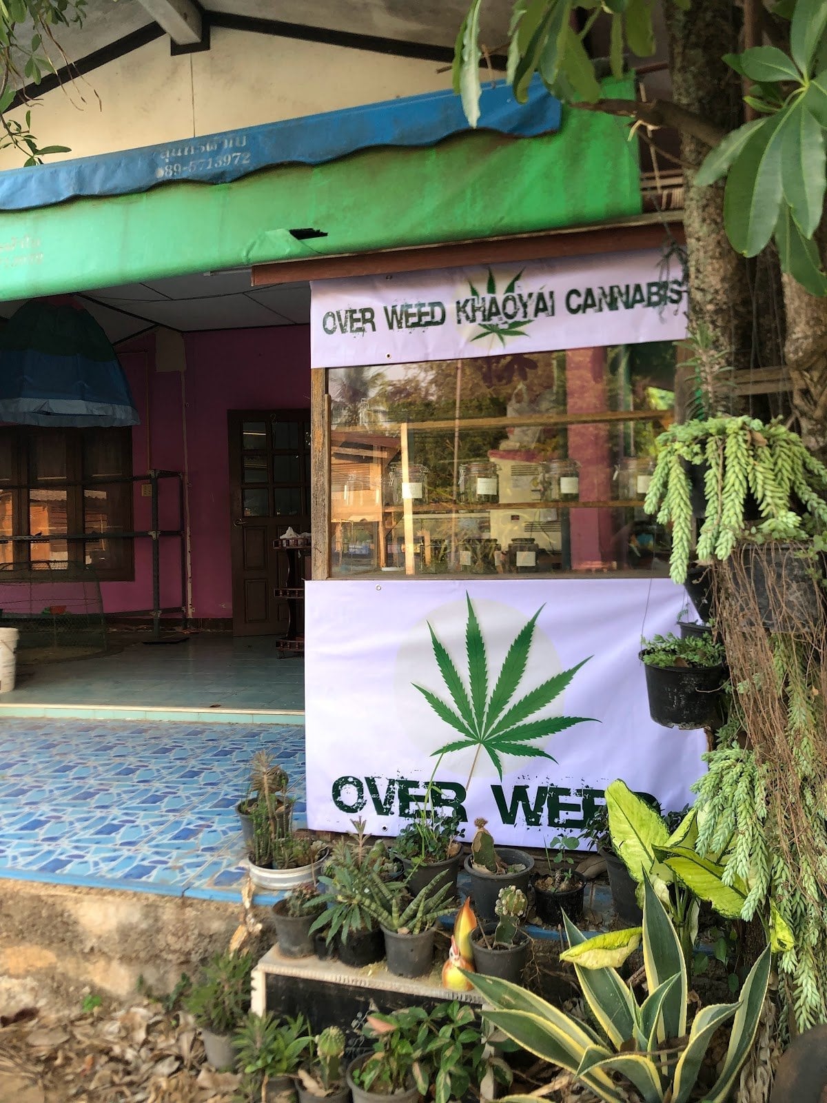 Overweed Khaoyai