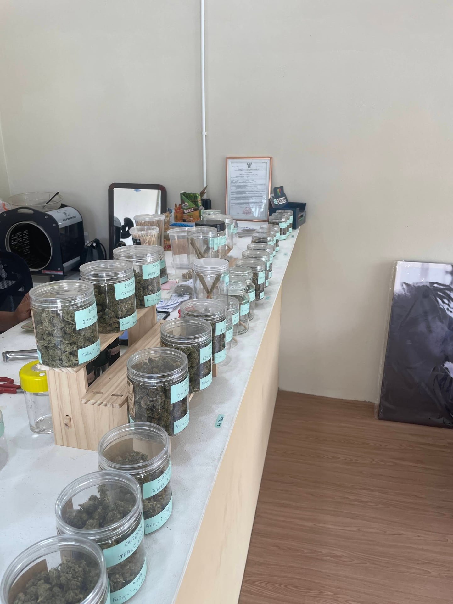 Mount Tai Cannabis