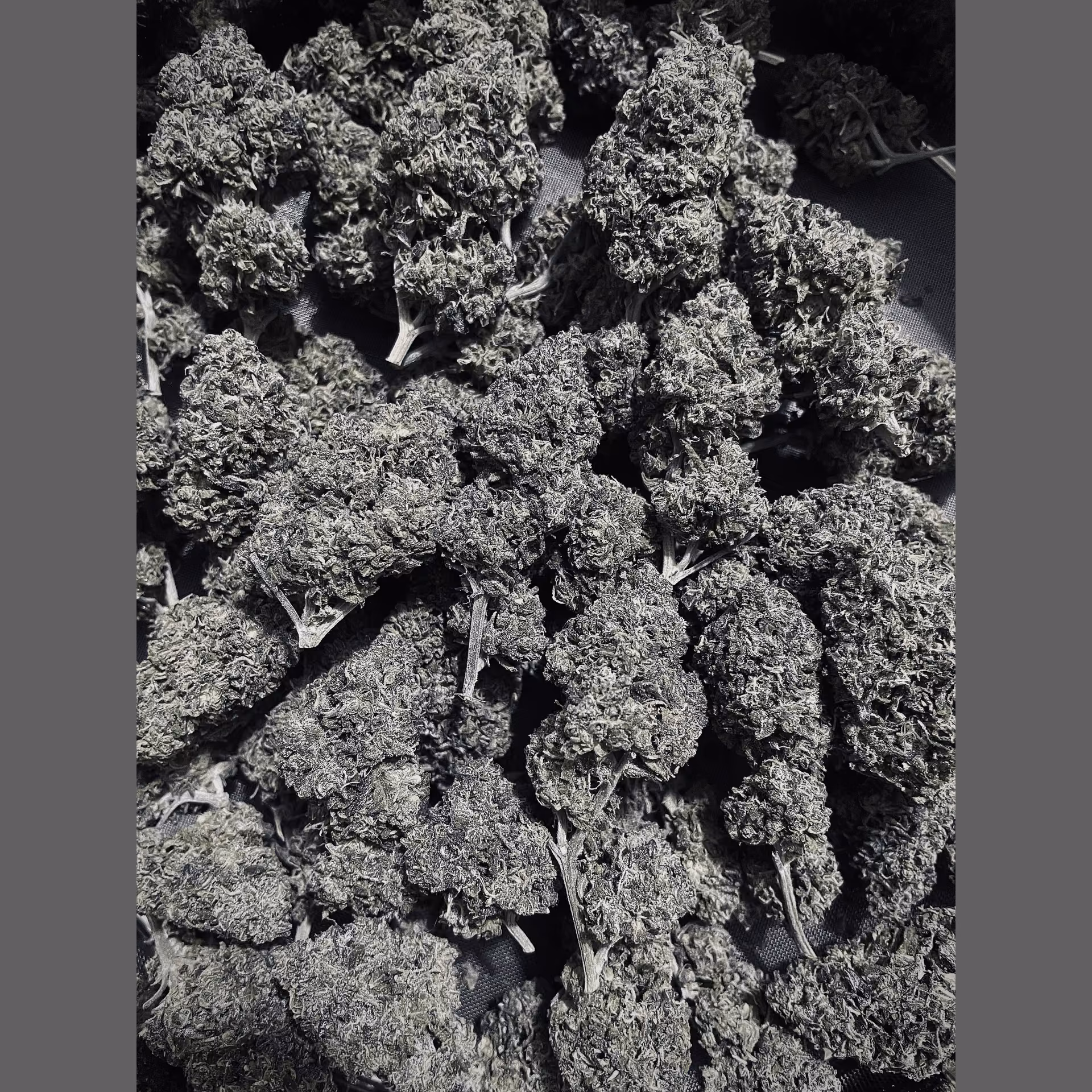 कैनबिस सोशल क्लब Superbud लोगो