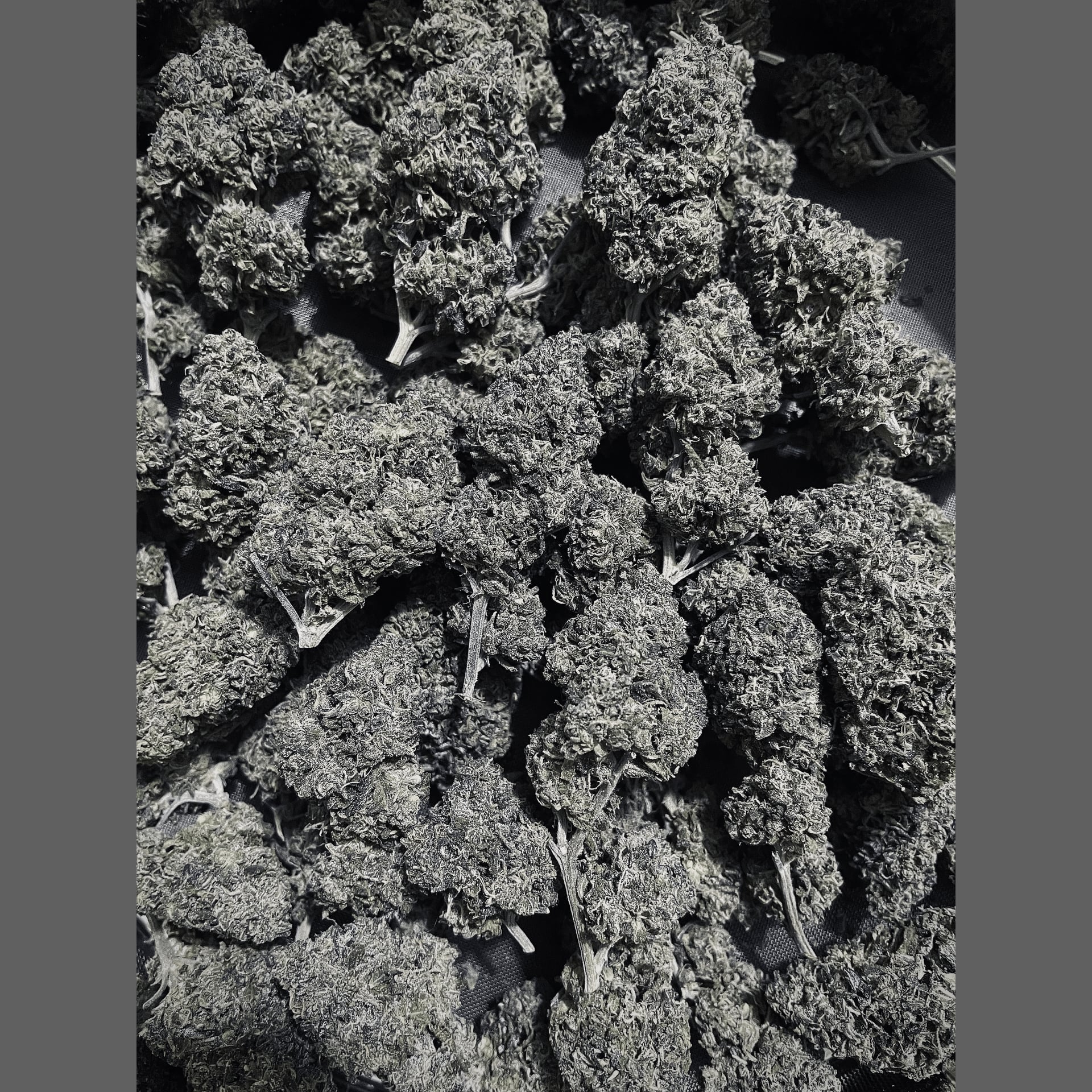 Superbud logo