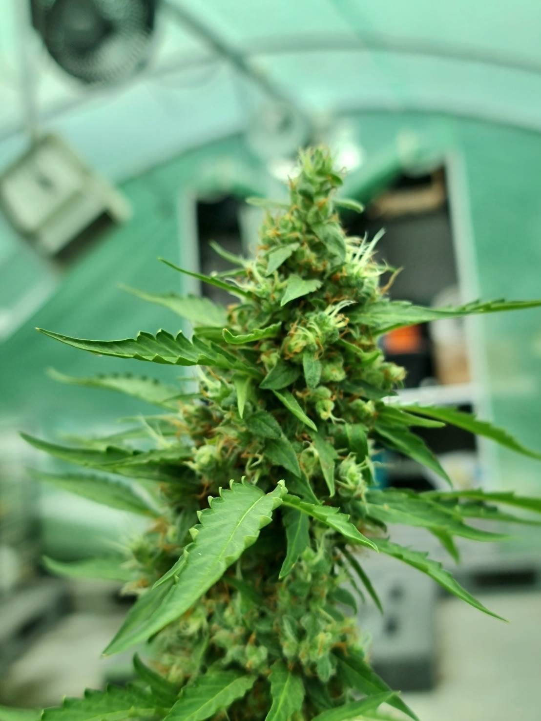 Doobie's Farm