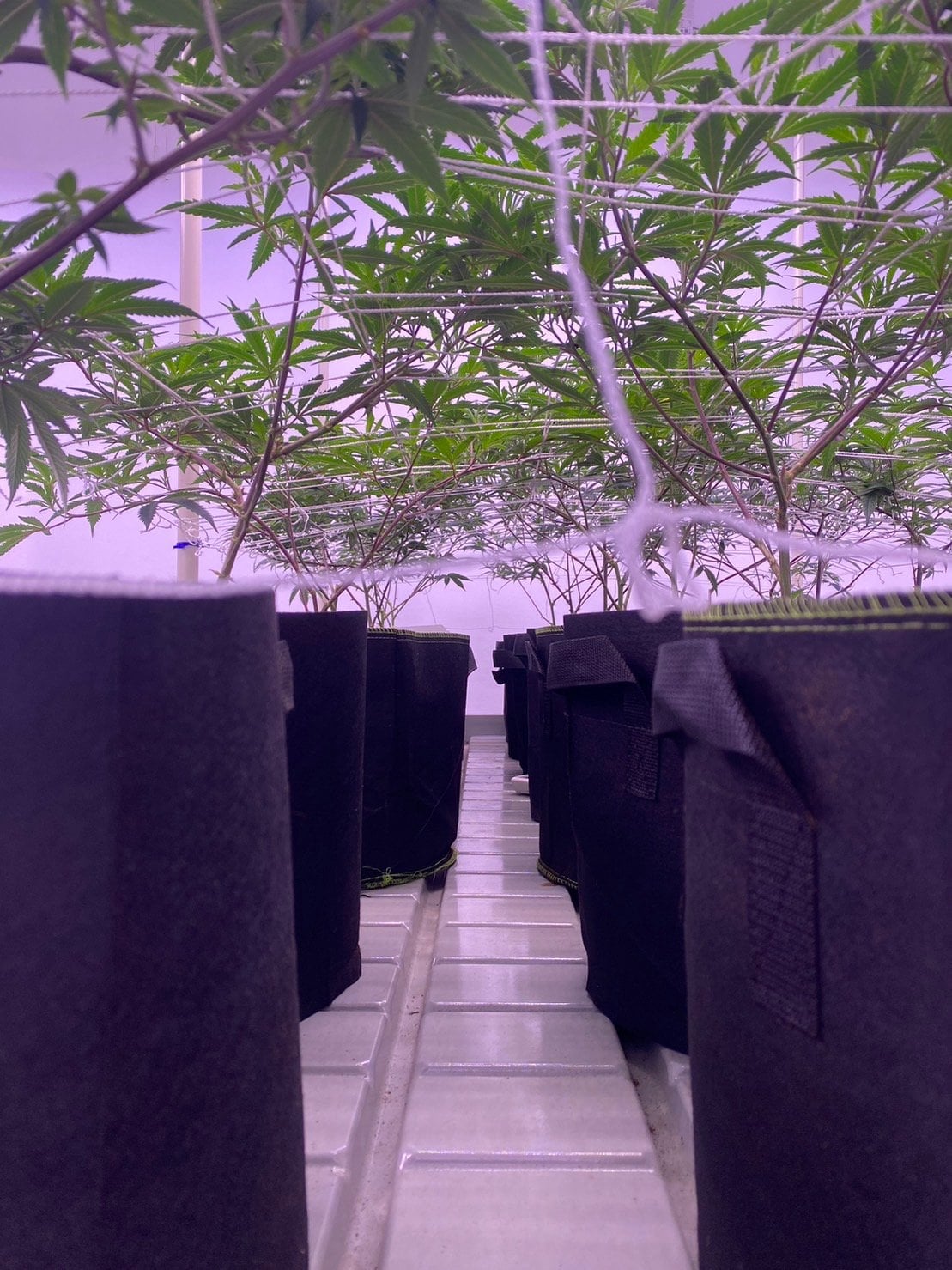 Tonkla Organic