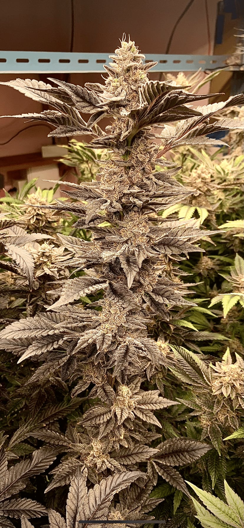 Bankhian Cannabis