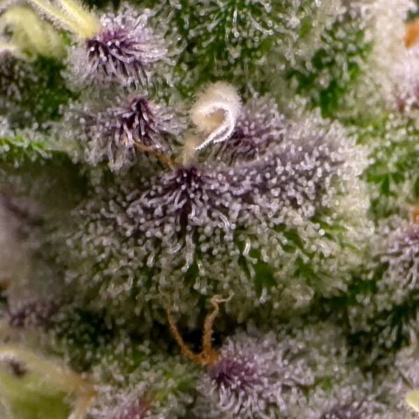 Cannabear