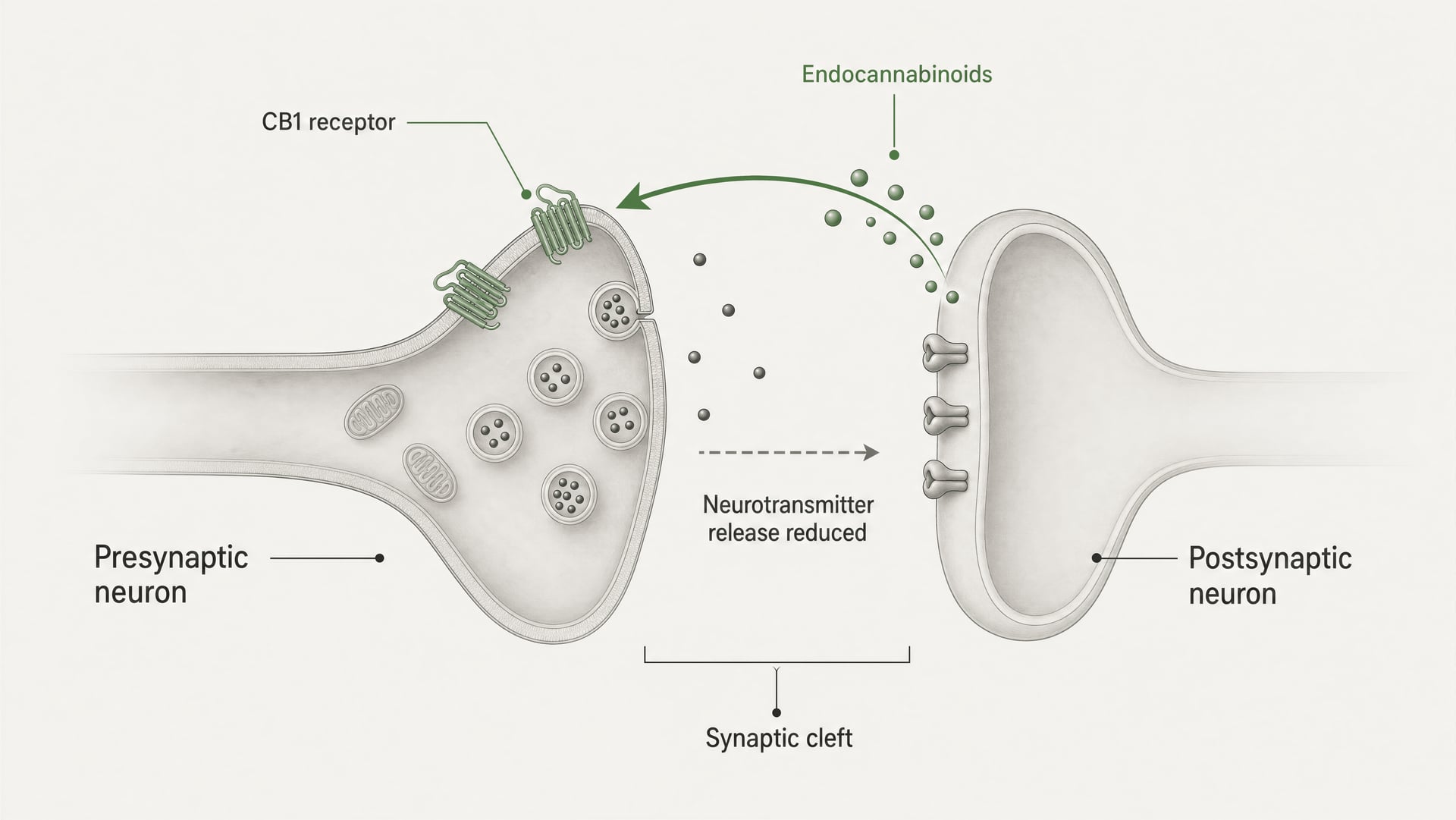 Diagram showing endocannabinoids moving backward across a synapse to CB1 receptors.