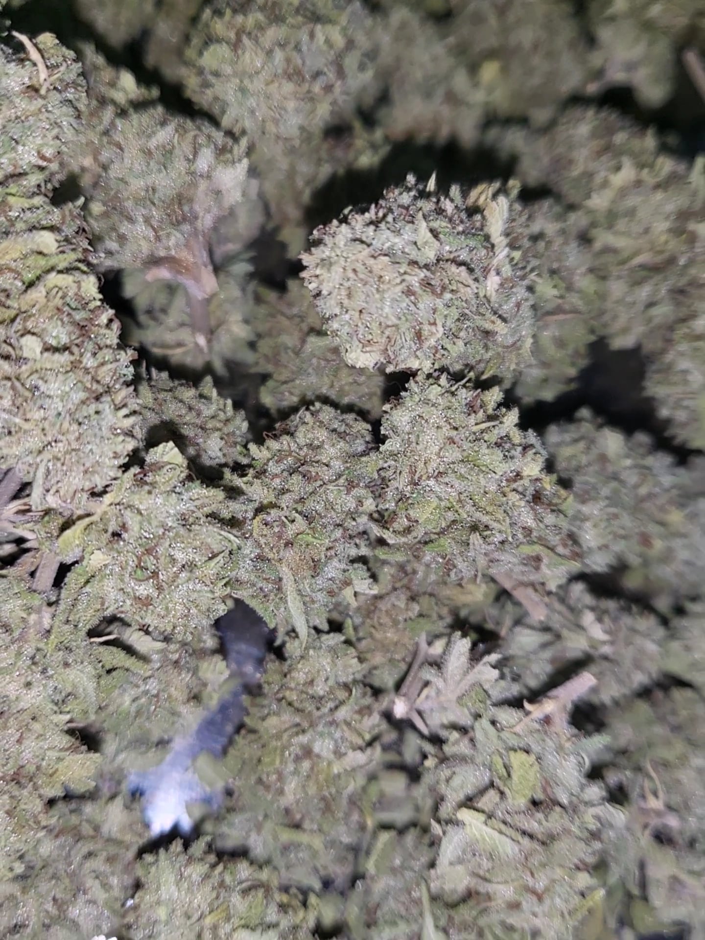 Nong Kung Weed