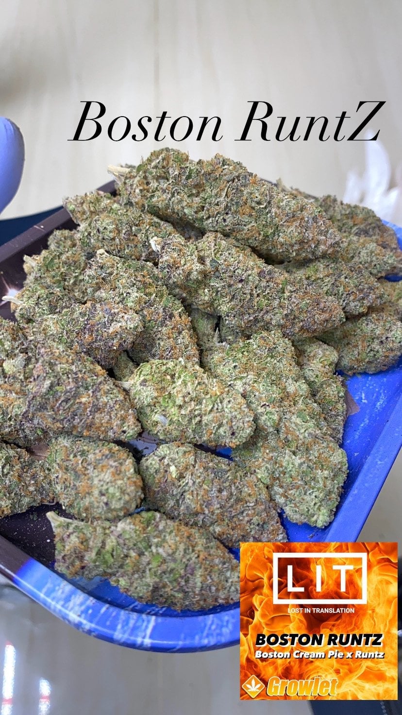 OG100% Weed Shop - By KootazMed