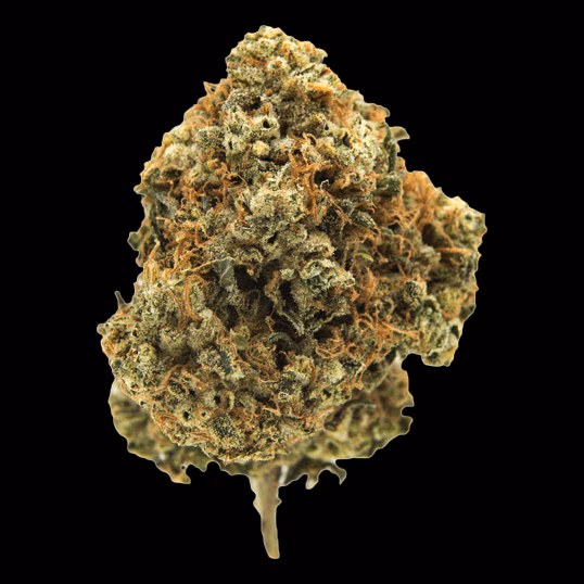 Cannabis Social Club P Cannabis em Phuket logotipo