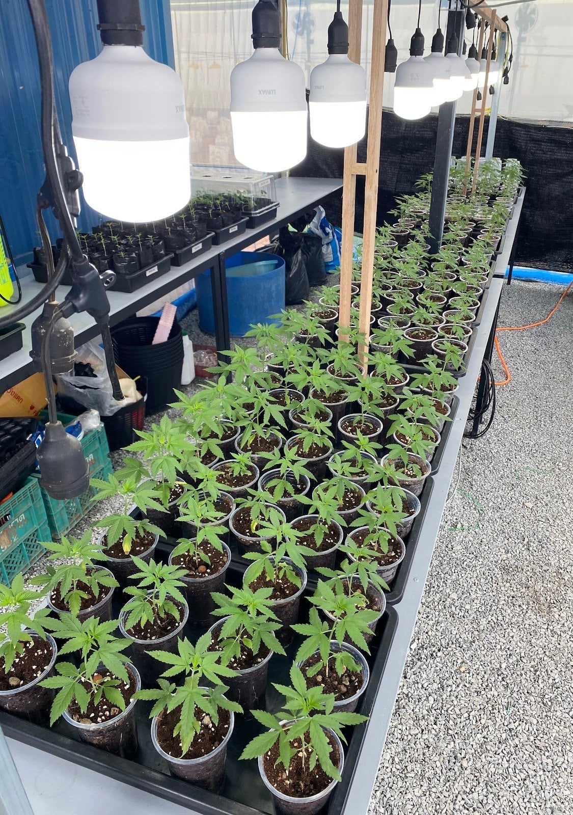 Cannabis Of Trad