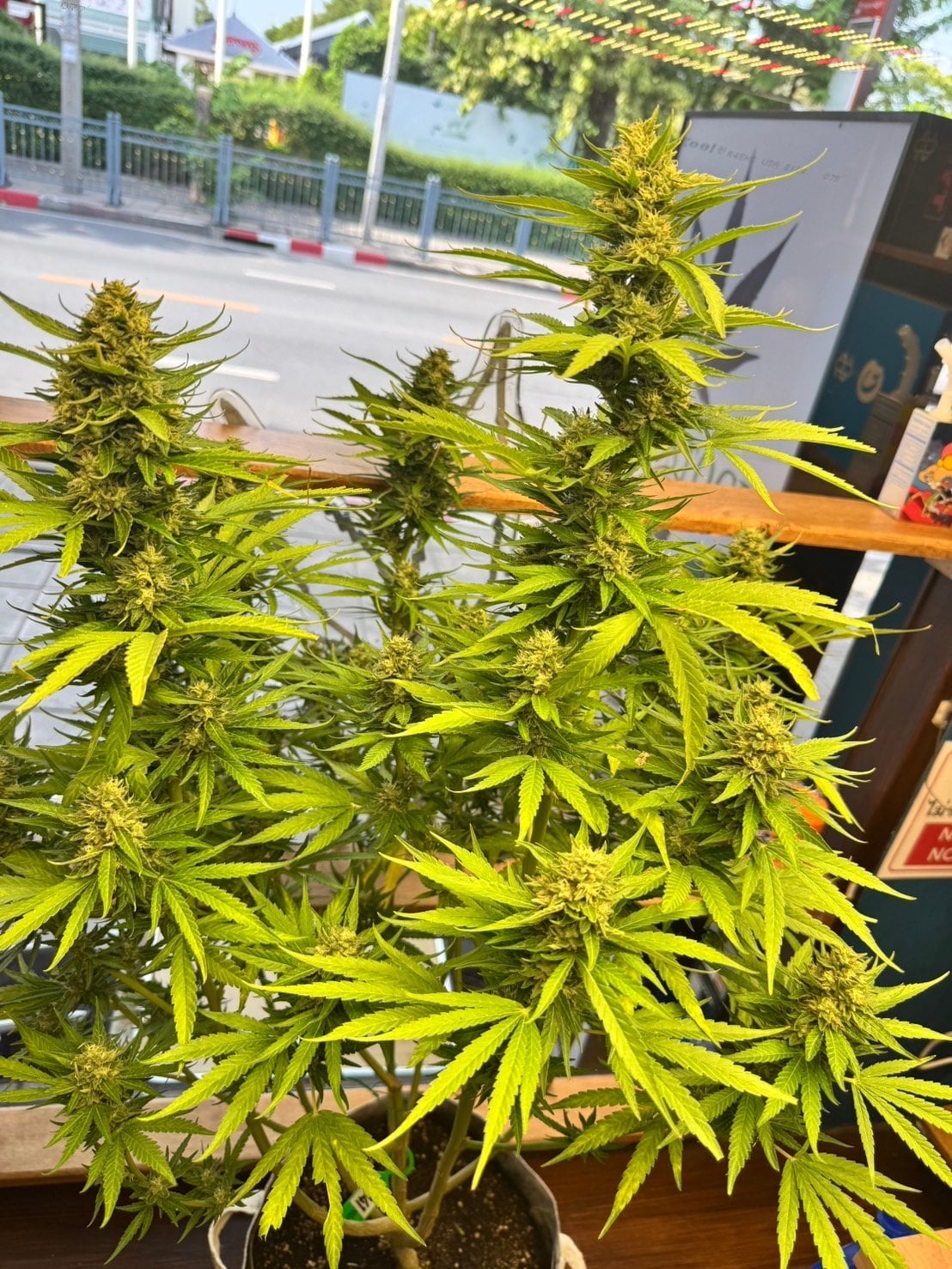 Weedstock Bang Kho Laem