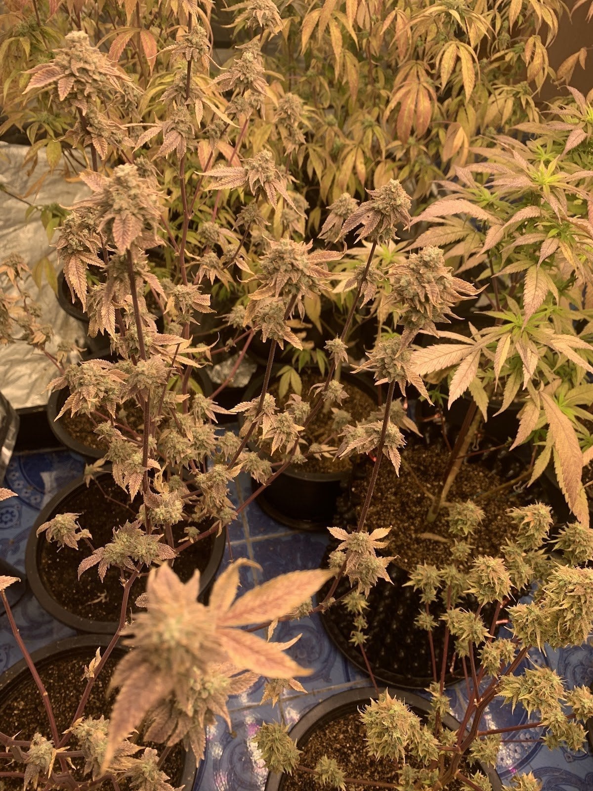 Dispensary1 Weed & Wellness