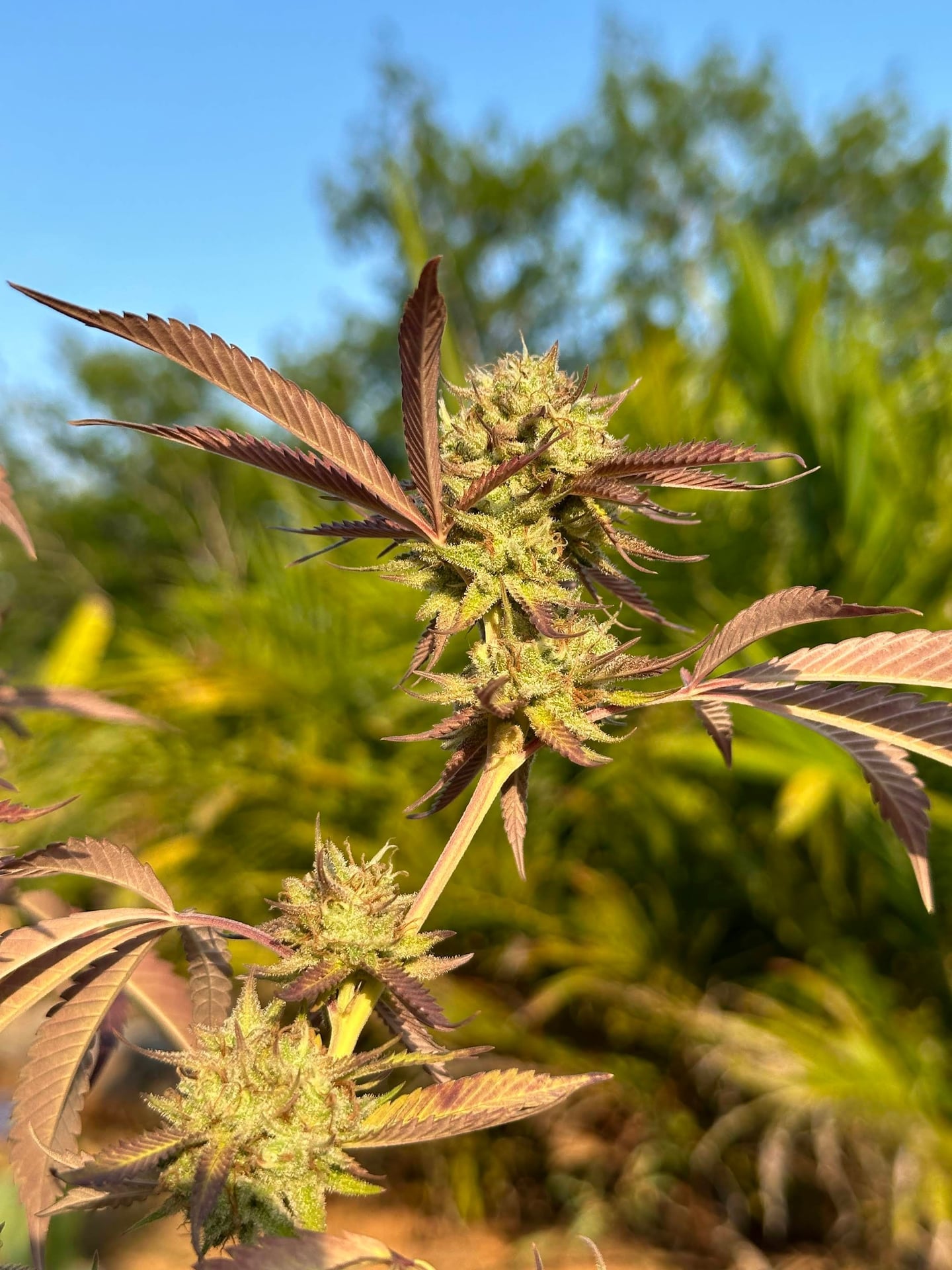 Peace First Stoner Farmers.420