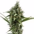 Nakhon Ratchasima Cannabis Sosyal Kulübü Club 4790 logo