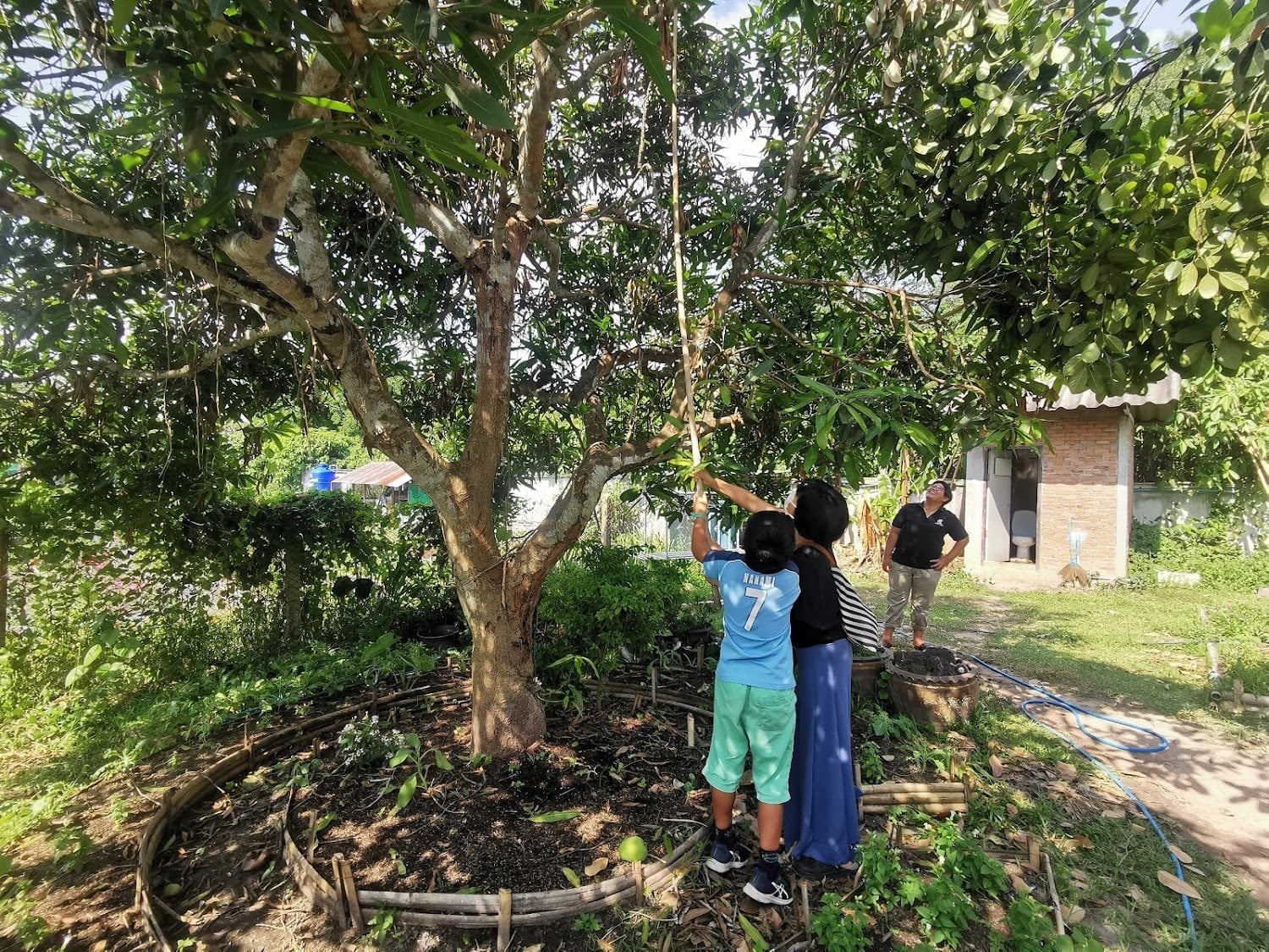 Community Cannabis Farm Chiang Mai