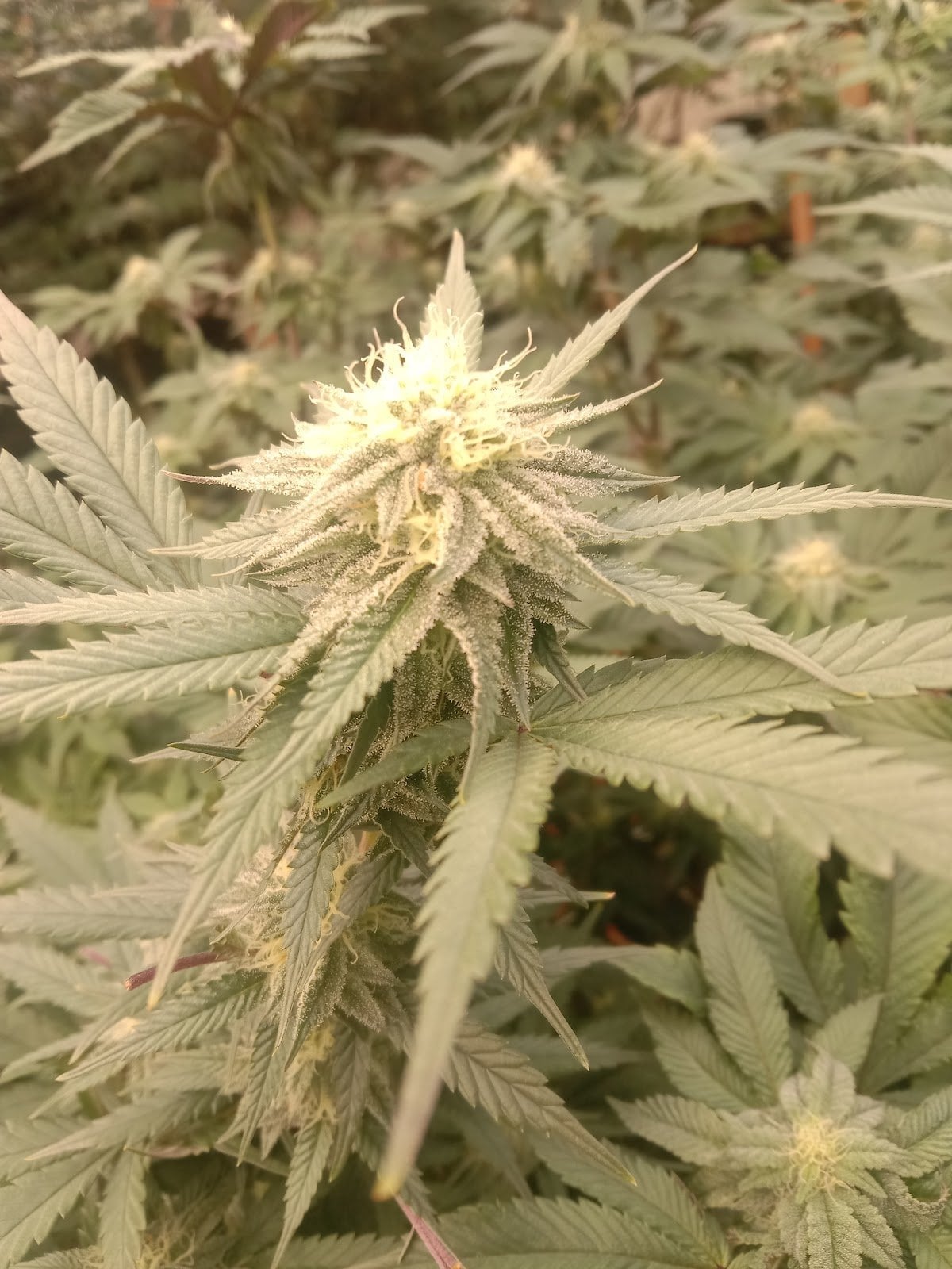 Ecologic Cannabis Farm