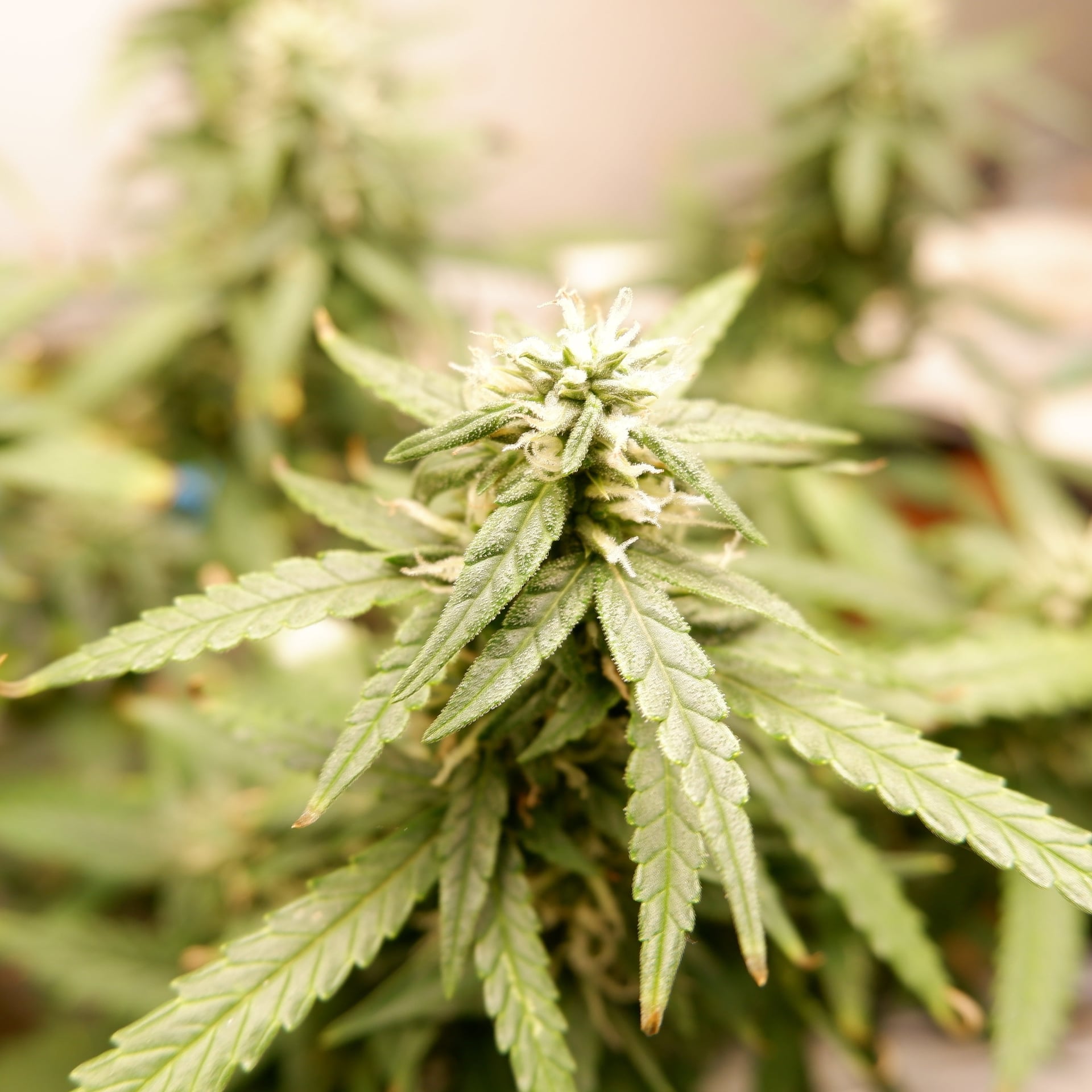 Thousand Dance Cannabis & Craft Beer Brewing