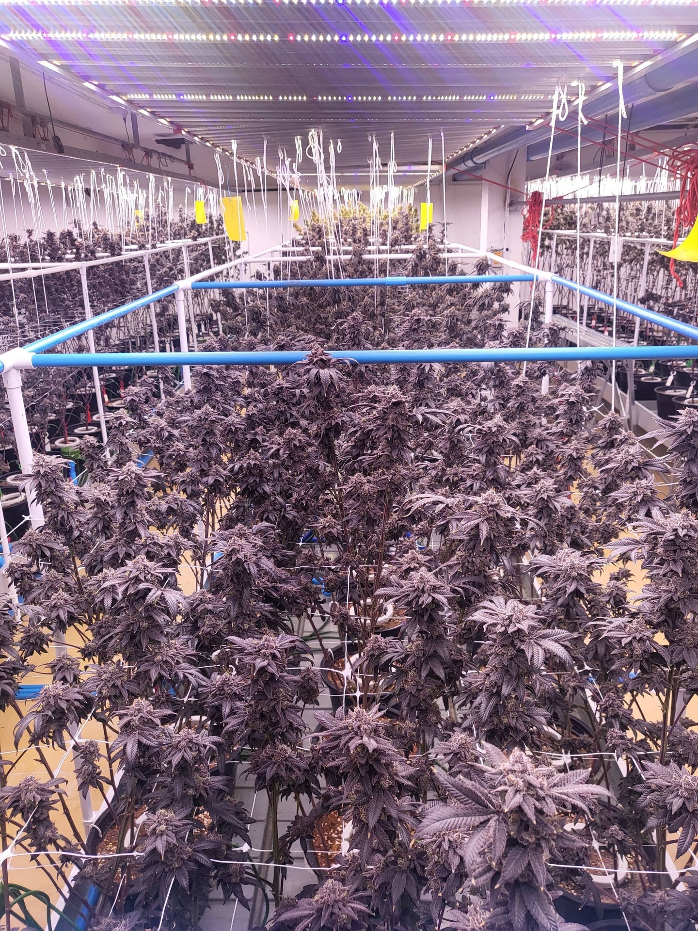 Verdant Remedy - Indoor Cannabis Farm By