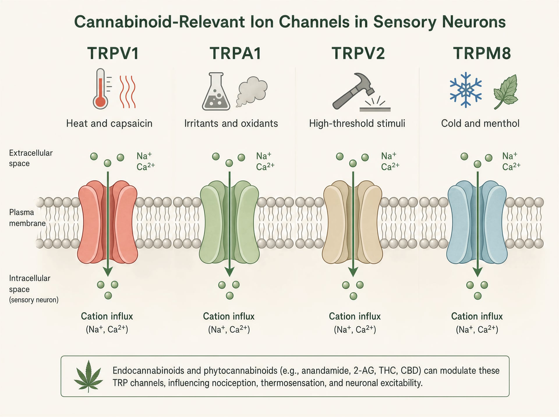 الأهداف الجزيئية غير التابعة لـCB1/CB2 للـcannabinoids: قنوات TRP، وPPARs، وGPRs، وSerotonin، وقنوات NaV
