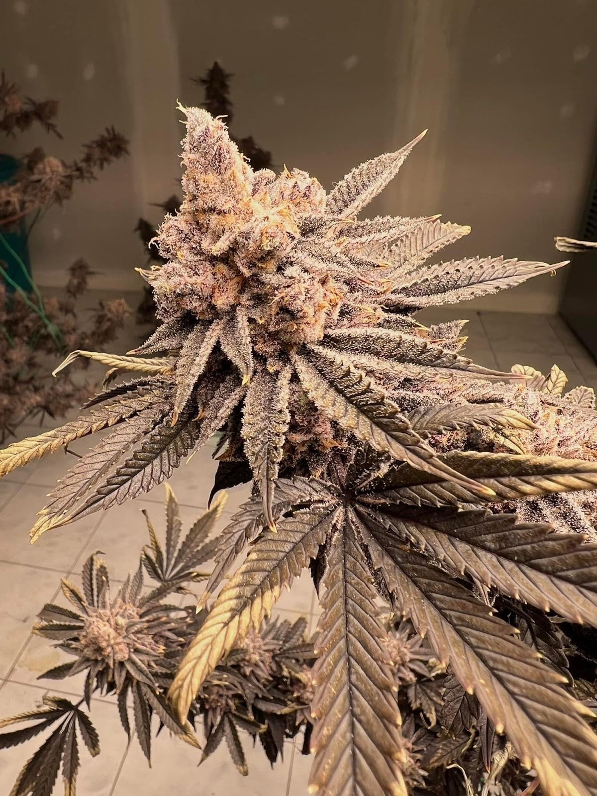 Premium OG