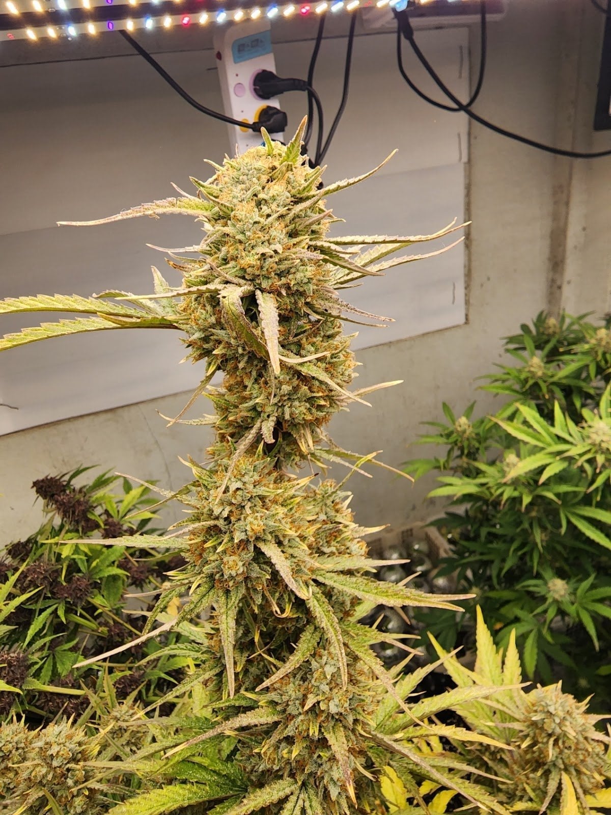 ThaiWeedShop