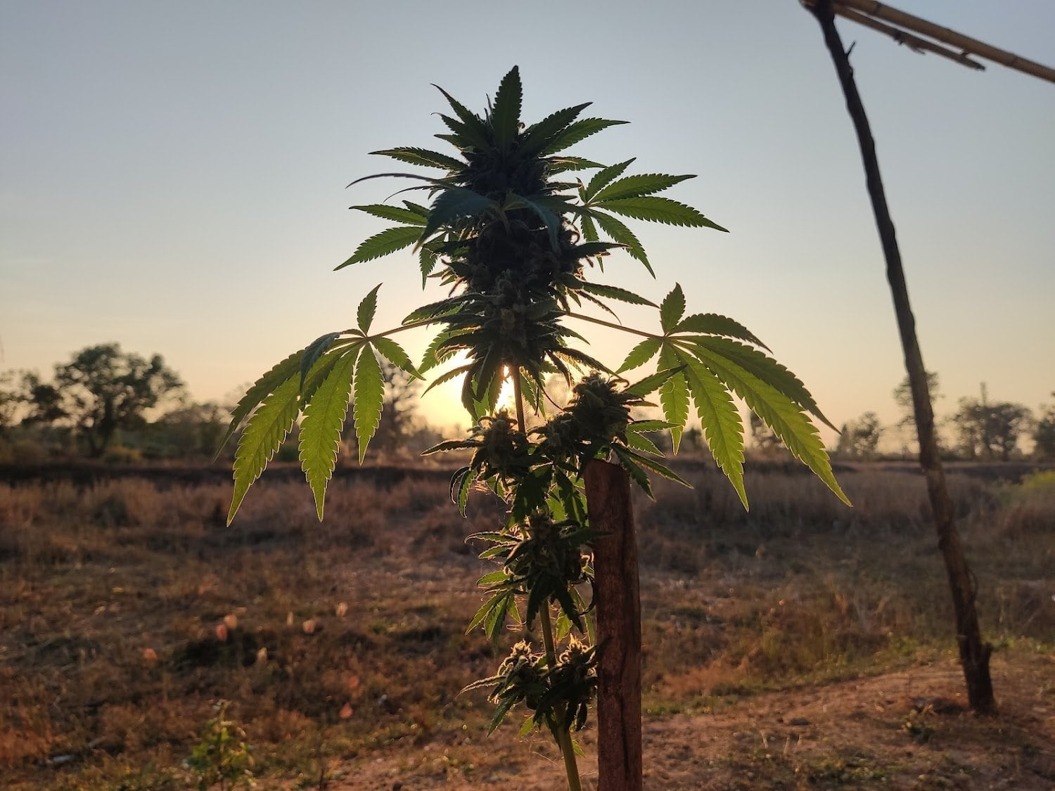 HighThai Cannabis