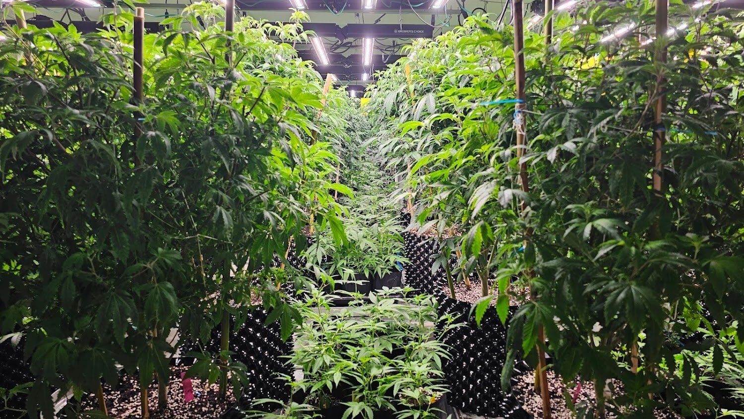 Green Gold Farm
