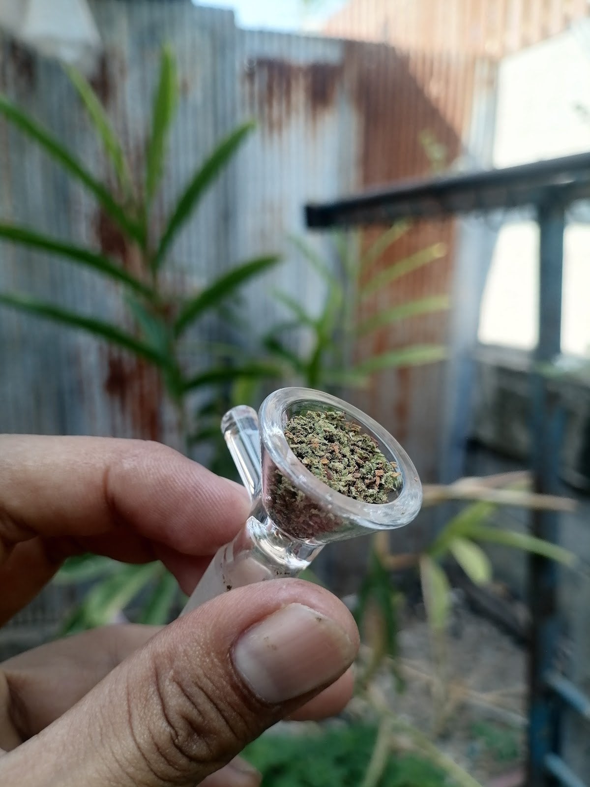 Niban Cannbes