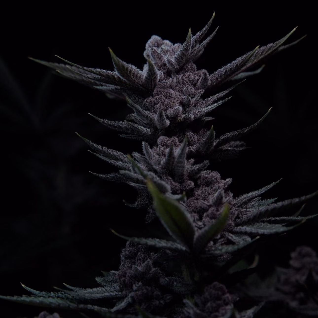 Cannabis Sosyal Kulübü Space Gardens logo