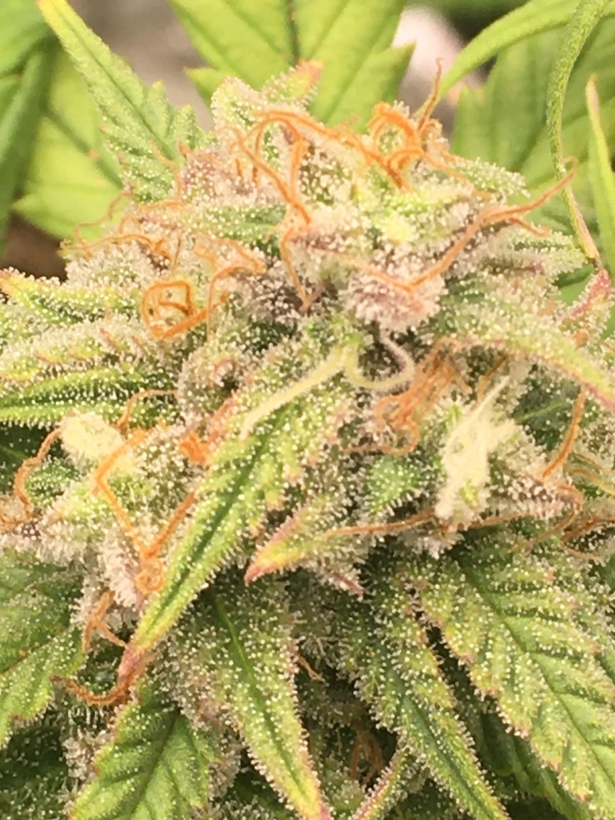 KT Cannabis Cafe & Farm In Chonburi