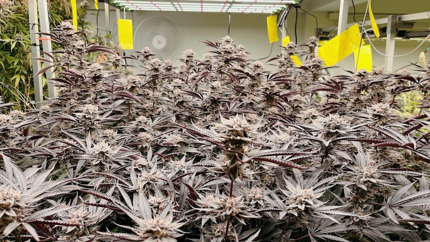 Bluedream Cannabis Home Grow OG
