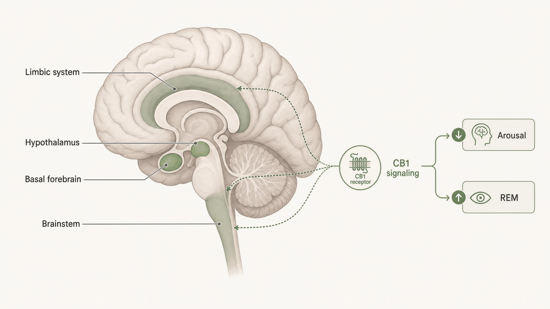Cannabis et sommeil : REM, CBD, CBN, guide sur la tolérance