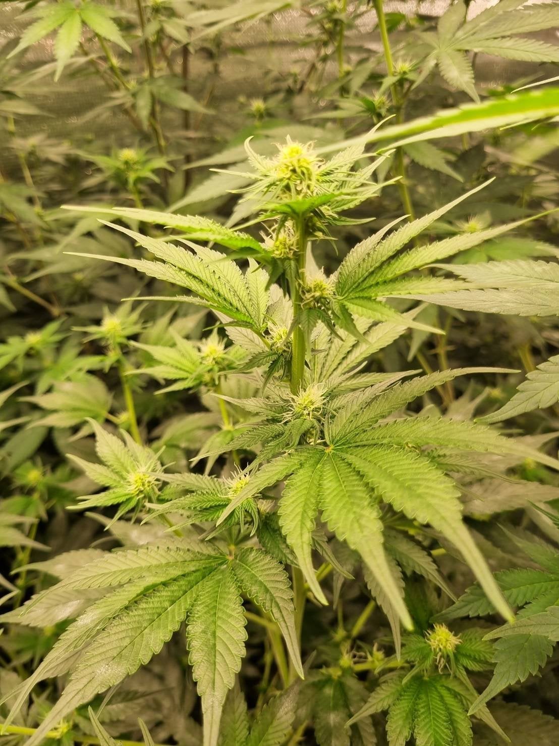 Happy Cannabis Farm