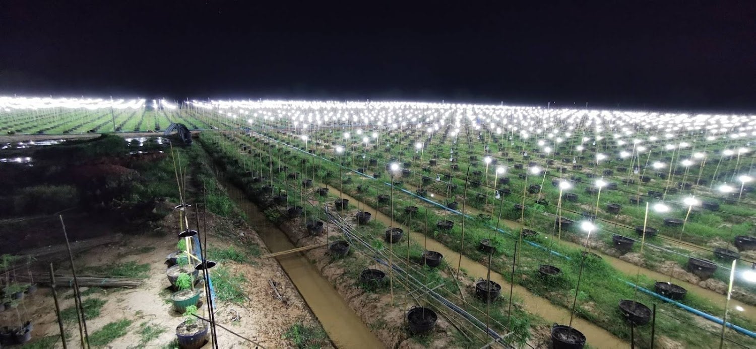 Cannabis Store & Farm