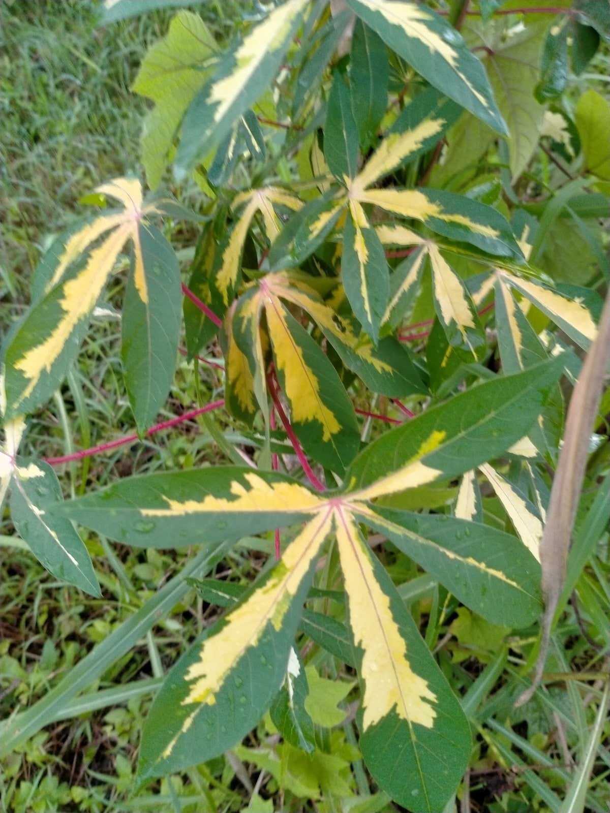 Kratom Cannabis Research Center