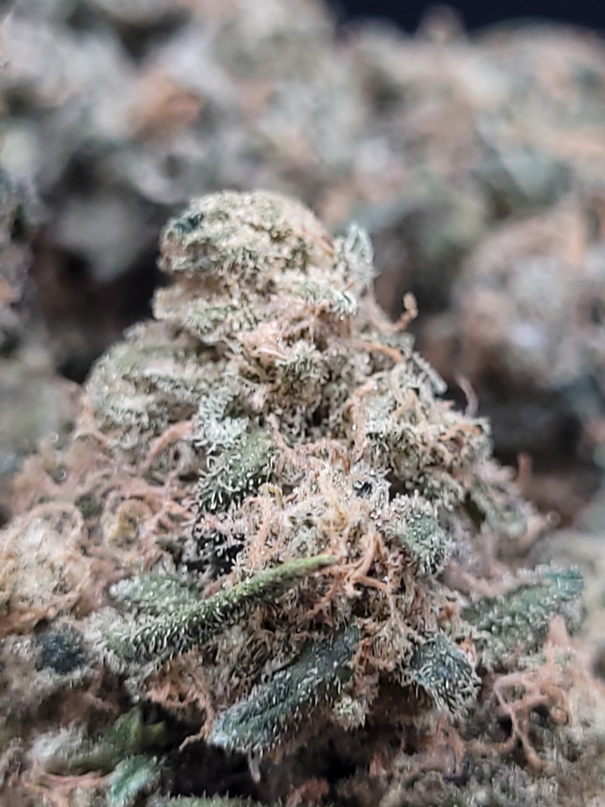 Herbalist 420 Bang Tao