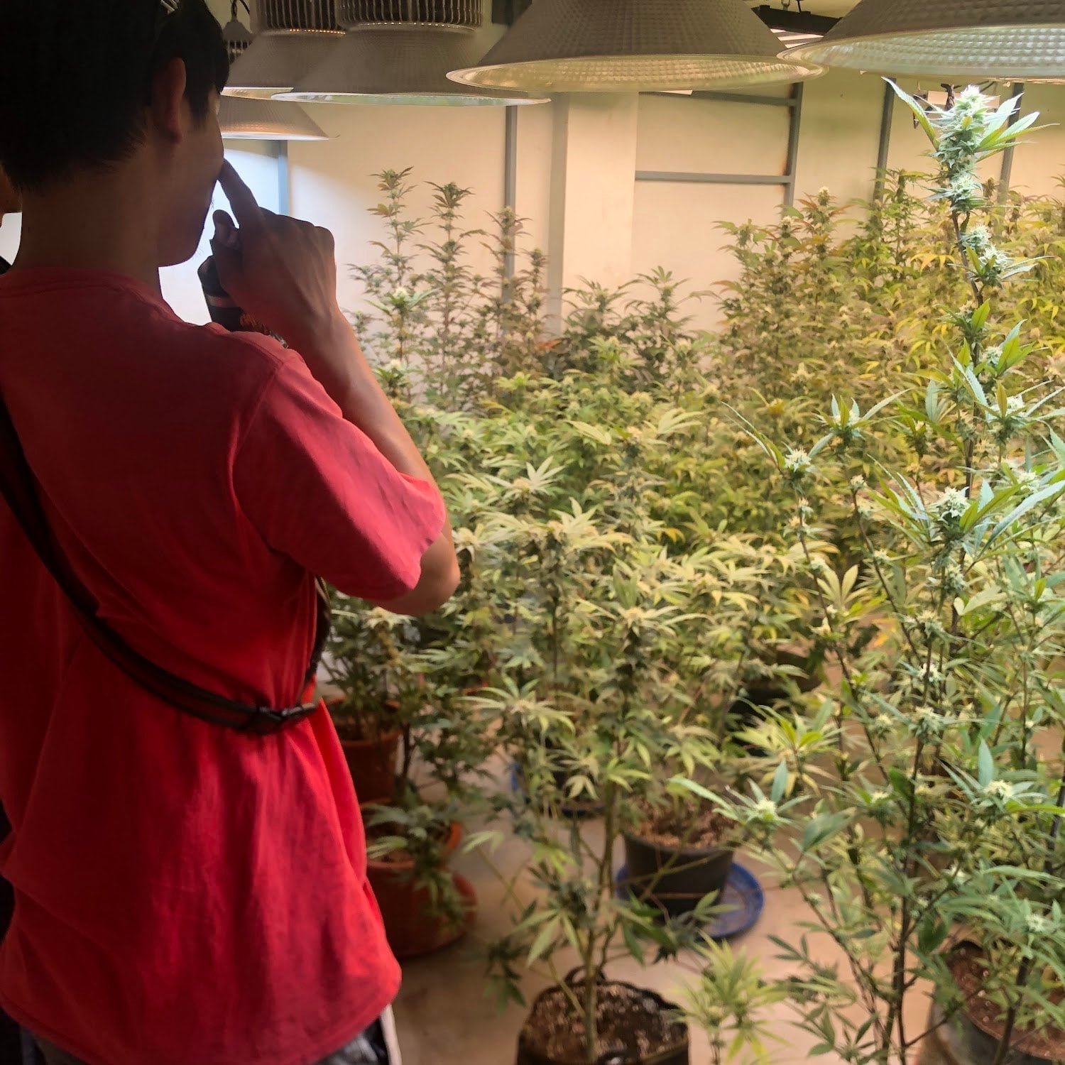 Gangster Shop Cannabis Cafe