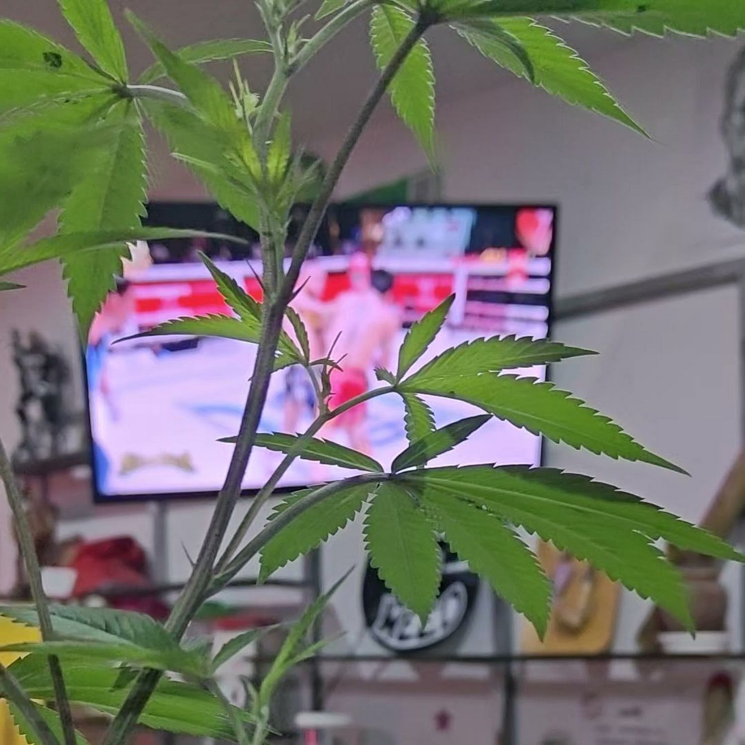 SKP Cannabis 2 - Weed Dispensary Chiang Mai