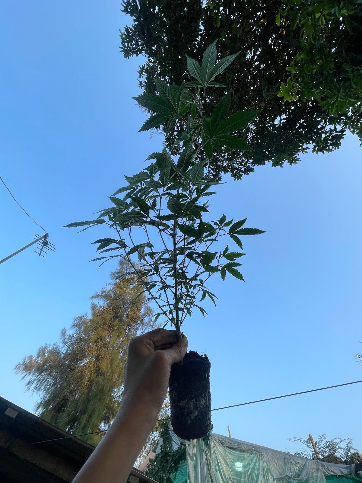 Konguneng.undergrow420