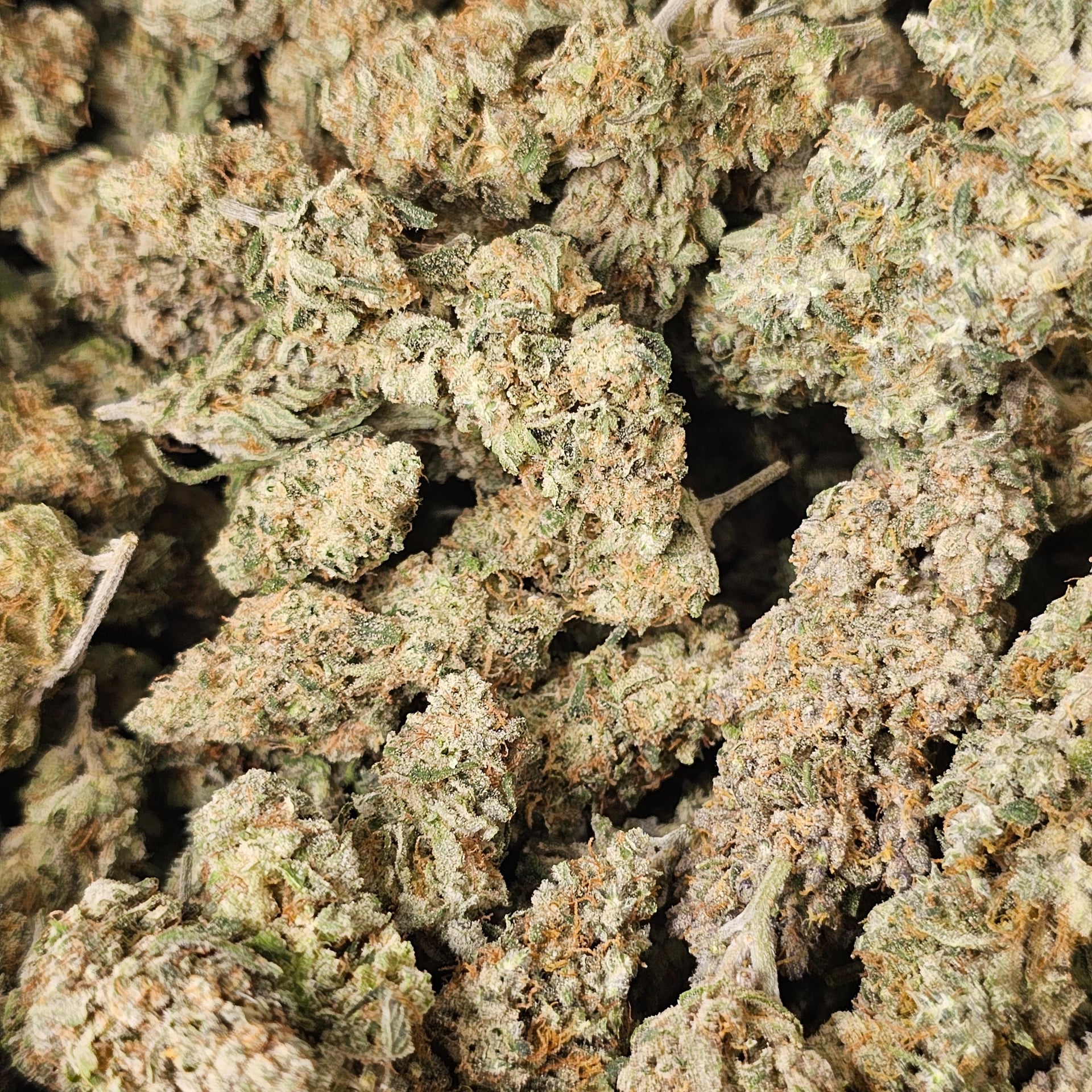Lady Cannabis