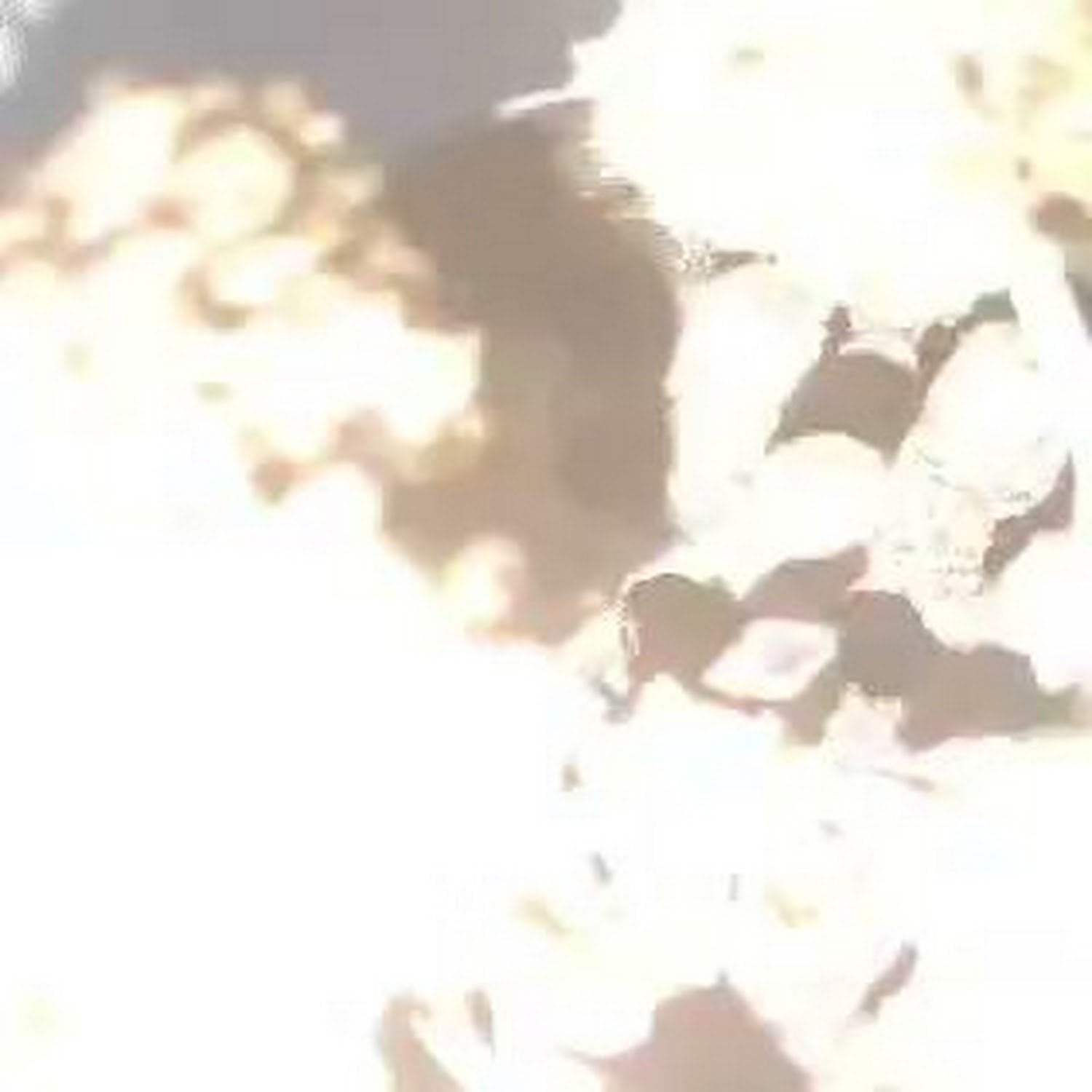 TFT Cannabis Farm logo