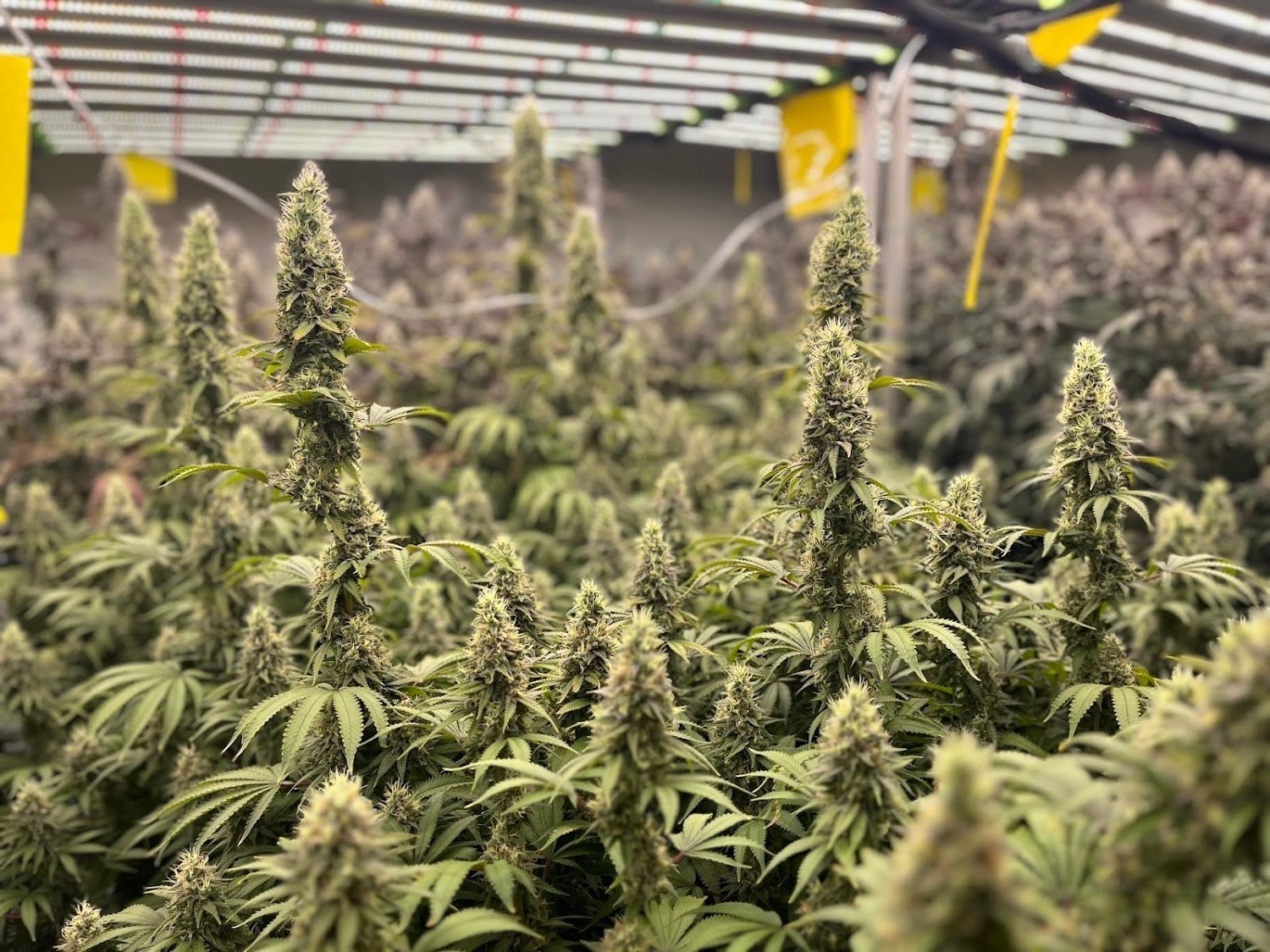 Bluedream Cannabis Home Grow OG