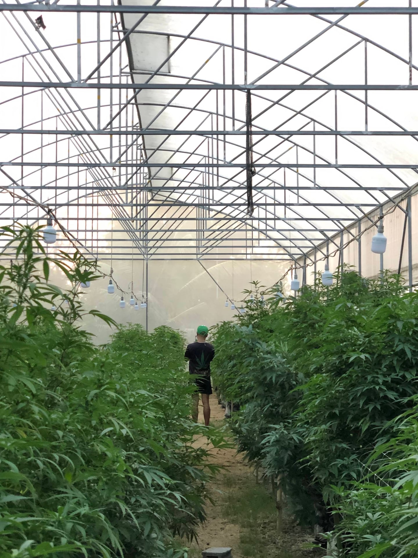 Lollipop Cannabis Farm