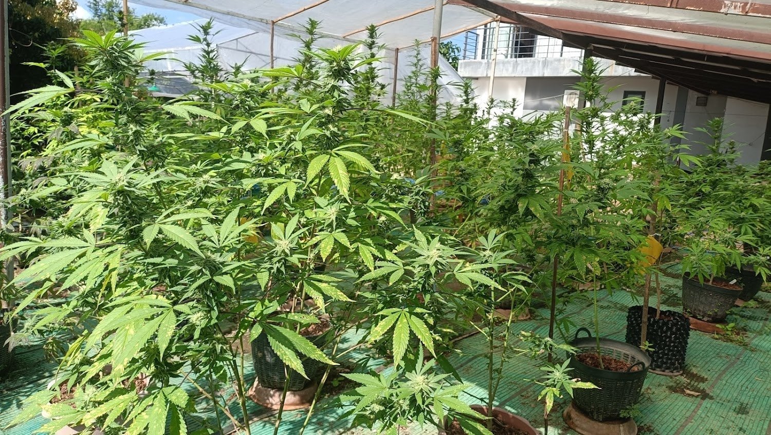 Hug Cannabiz