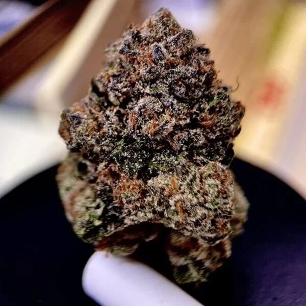 Cannabear